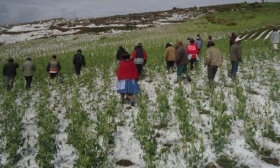 Se han registrado heladas atípicas en algunos puntos del estado con temperaturas de menos 8 grados bajo cero 