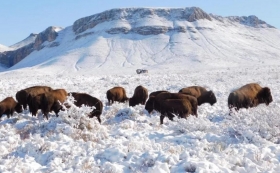 Bisontes pastan nuevamente en Coahuila tras 100 años