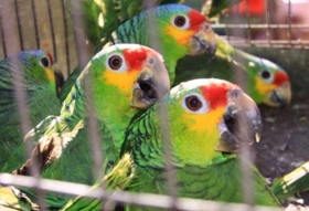 El Loro cachete amarillo est&aacute; enlistado en el Ap&eacute;ndice II de la CITES