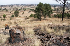 Interviene Medio Ambiente 990 árboles del Cerro Zapotecas dañados por insecto