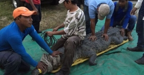 El cocodrilo fue transportado a las oficinas de la Reserva de la Biosfera la Encrucijada