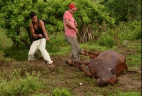 Robo de caballo