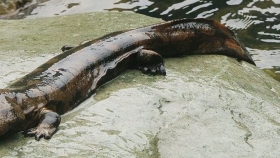 Salamandras gigantes chinas.