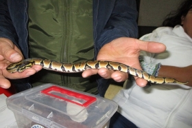 El reptil pretendía  ser trasladado al estado de Quintana Roo, vía paquetería