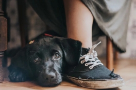 Fotografías ganadoras del concurso mundial de perros