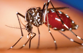 virus chikungunya